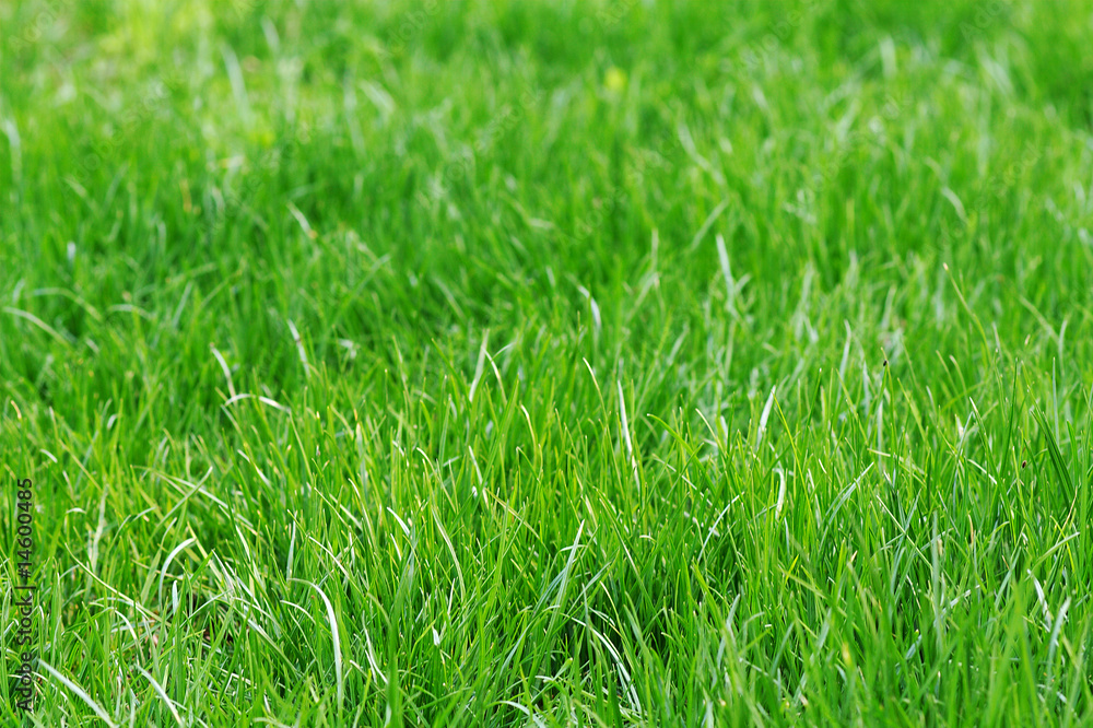 green grass green grass
