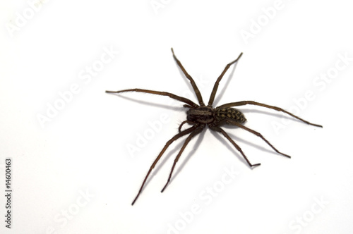 Spider - web maker isolated on white © Pavels Arsenjans