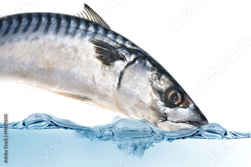 Fresh mackerel fish