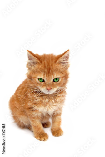 Evil Ginger Kitten