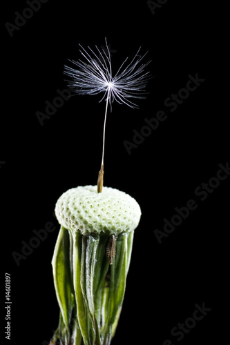 Dandelion on black background