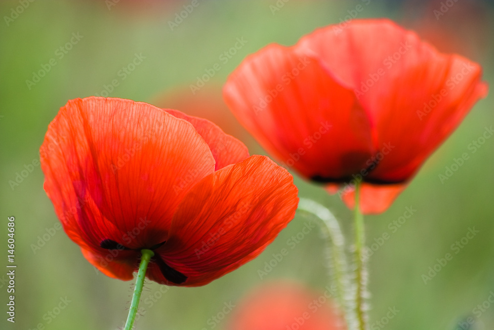 picturesque poppies picturesque poppies
