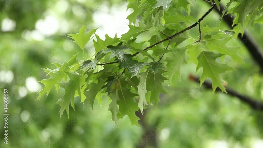Rain falling over green leaves Rain falling over green leaves