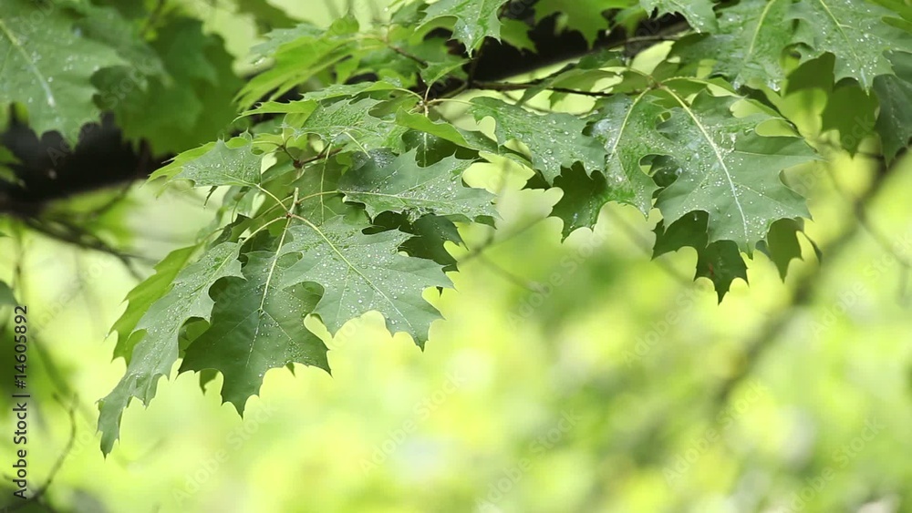 Rain falling over green leaves blurred background Rain falling over green leaves blurred background