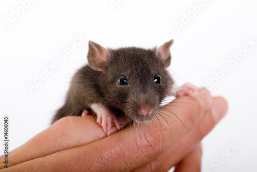 Young curious rat