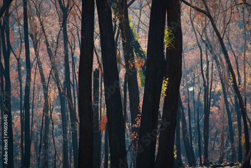 After the fires photo