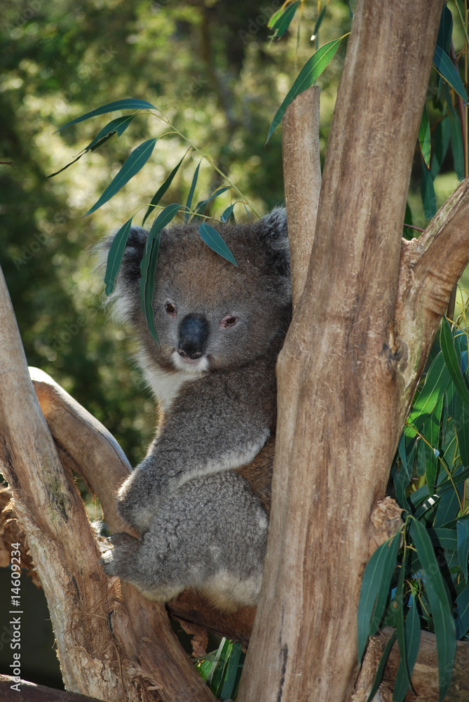 Obraz premium Koala, Australia