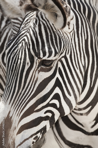 Grevy's Zebra Face Close Up 2555