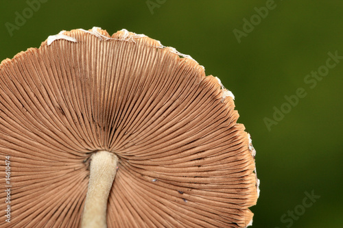 Photos fungi
