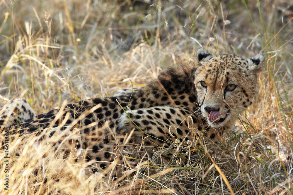 Fototapeta premium Cheetah hunting