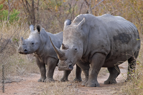White rhinocerous with calf  Ceratotherium simum  1