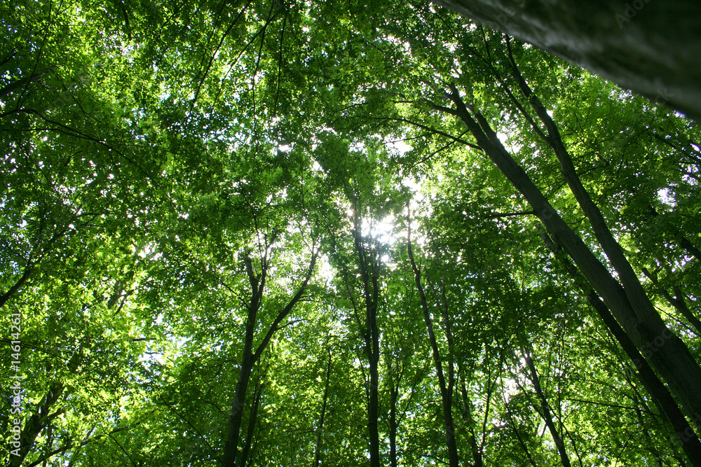 forest forest