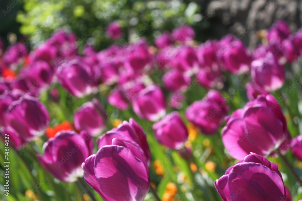 Fototapeta premium Tulpen-1