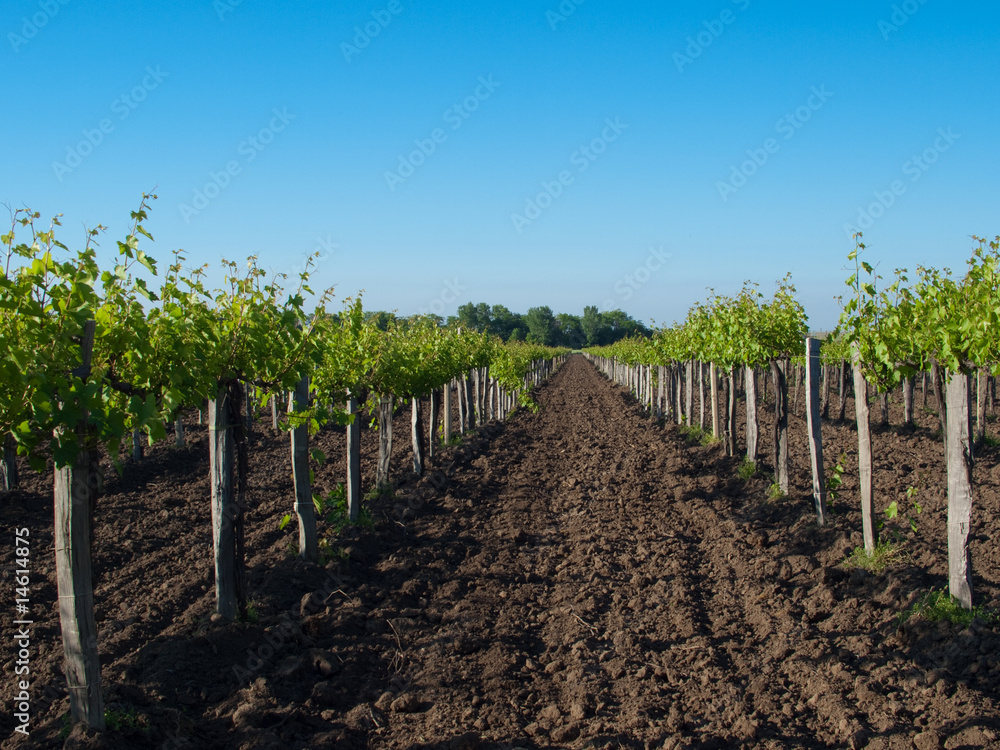 Vineyard with young vine