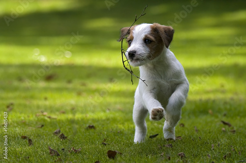Photos Parson Jack Russell Terrier Welpe