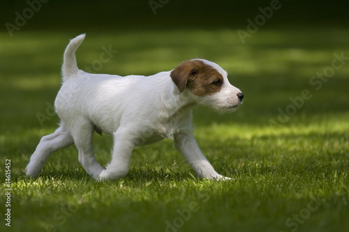 Parson Jack Russell Terrier Welpe