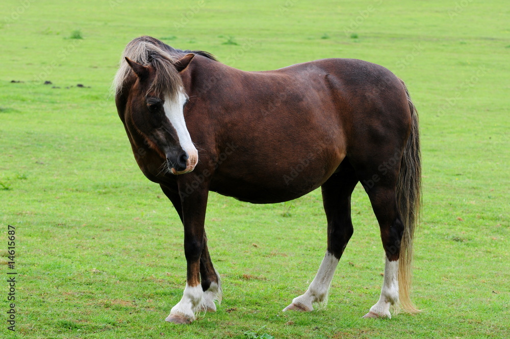 Obraz premium horse in field