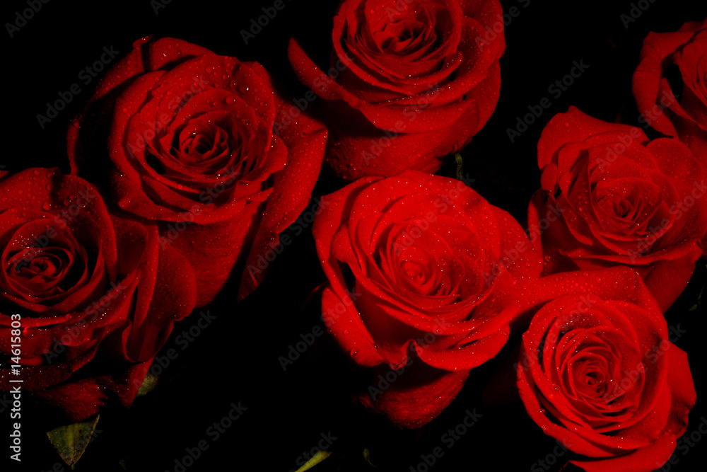 Dark red roses Dark red roses