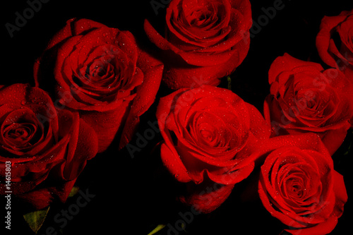 Wallpaper Mural Dark red roses Torontodigital.ca