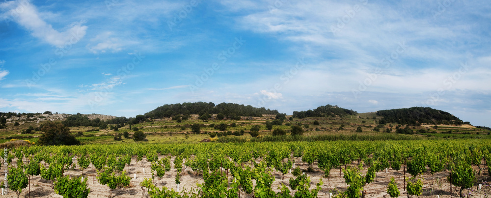 Panoramic grapevines  landscape