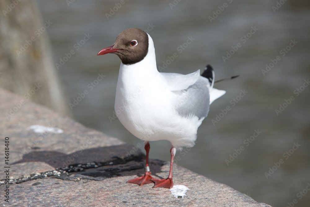 Naklejka premium Möve