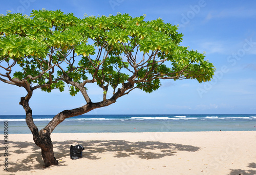 Nusa Dua Beach Tree photo