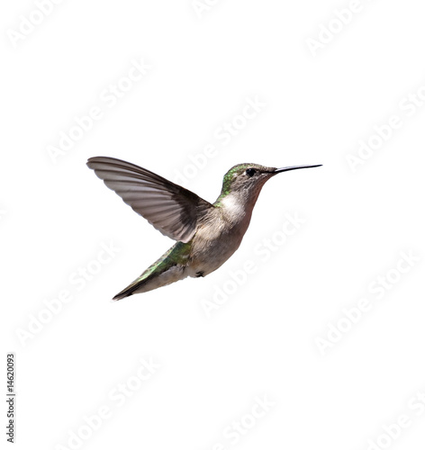 Flying Hummingbird isolated on white