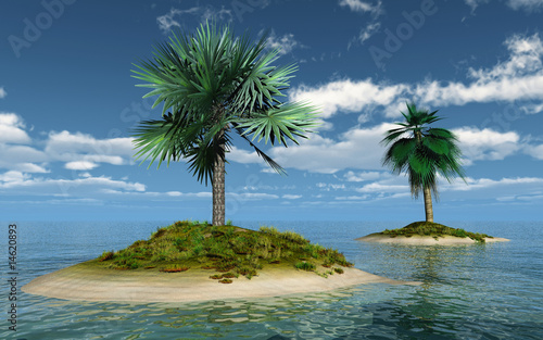 palms on island