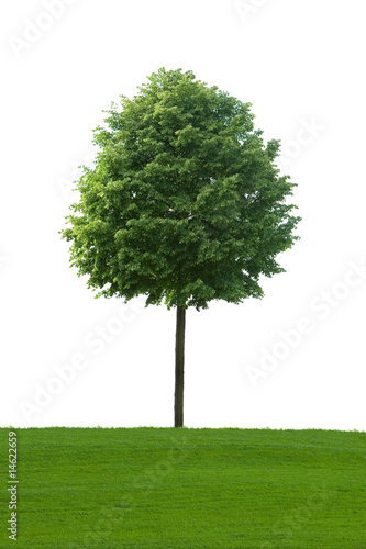 Baum
