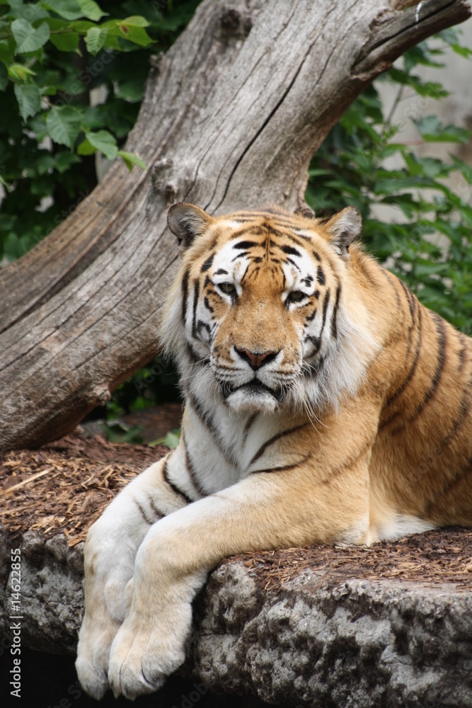 Obraz premium Amurtiger 18