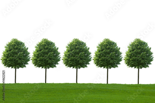 Allee
