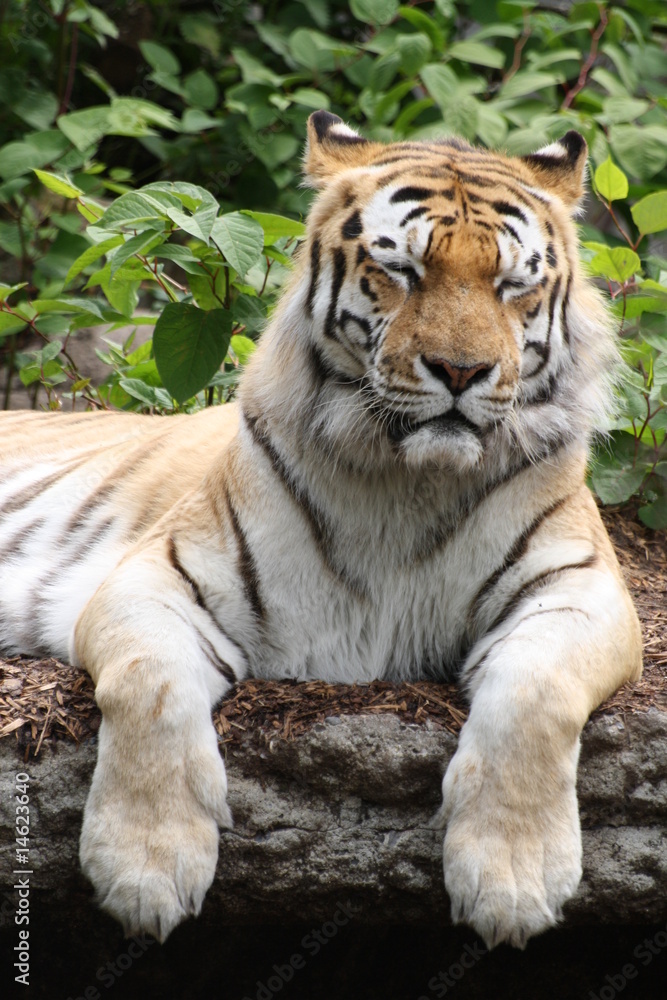 Fototapeta premium Amurtiger 28