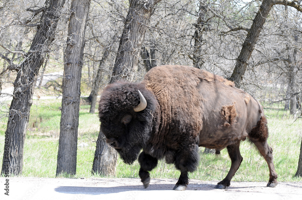 bison molting