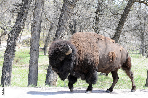 bison molting