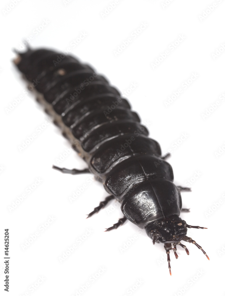 Ground beetle larvae isolated on white background. Ground beetle larvae isolated on white background.
