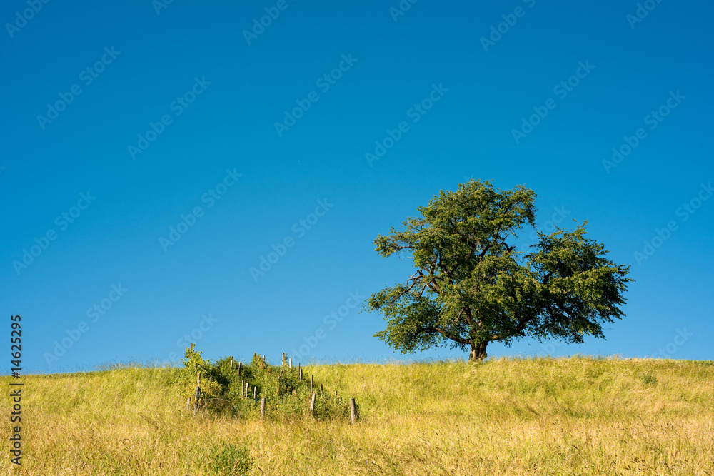 single tree on field single tree on field