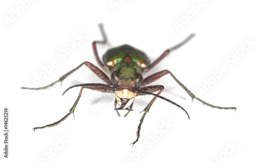 Green tiger beetle isolated on white background.