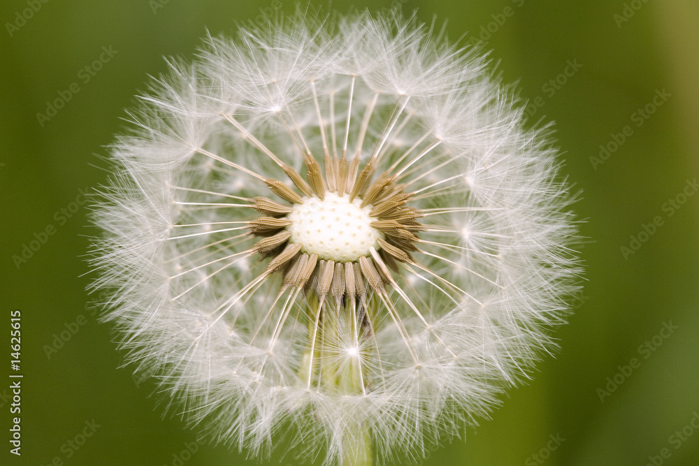 Pusteblume Pusteblume