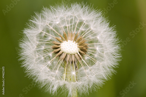 Pusteblume