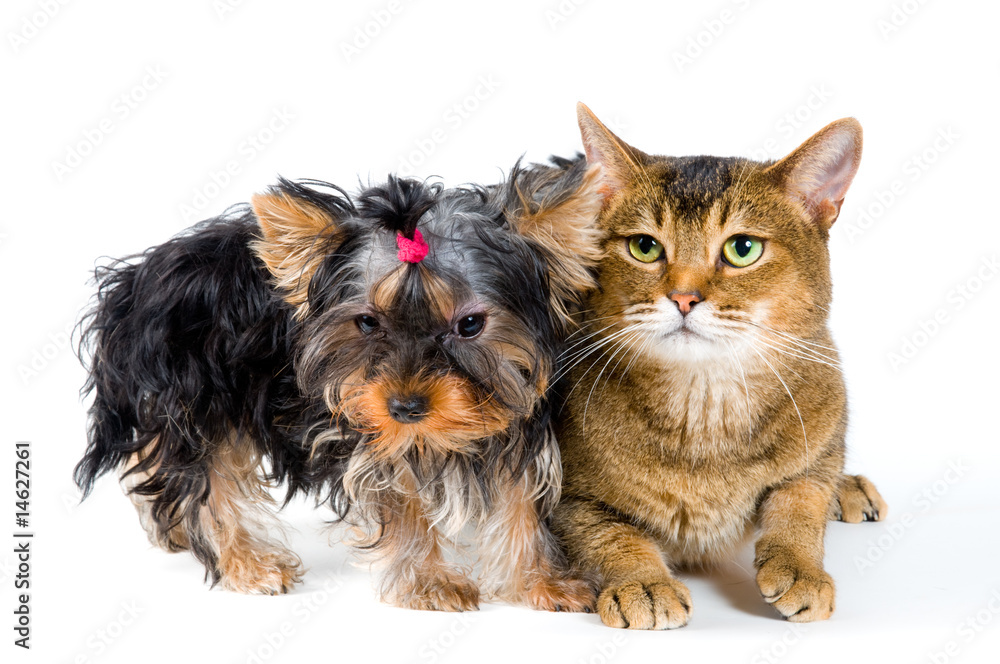 Puppy and cat in studio