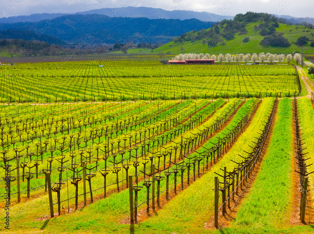 Vineyard in California in Spring