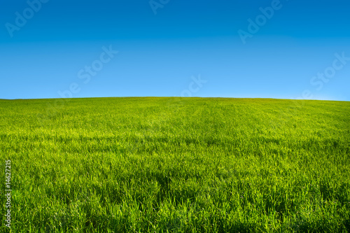 Green grass meadow with blue sky r