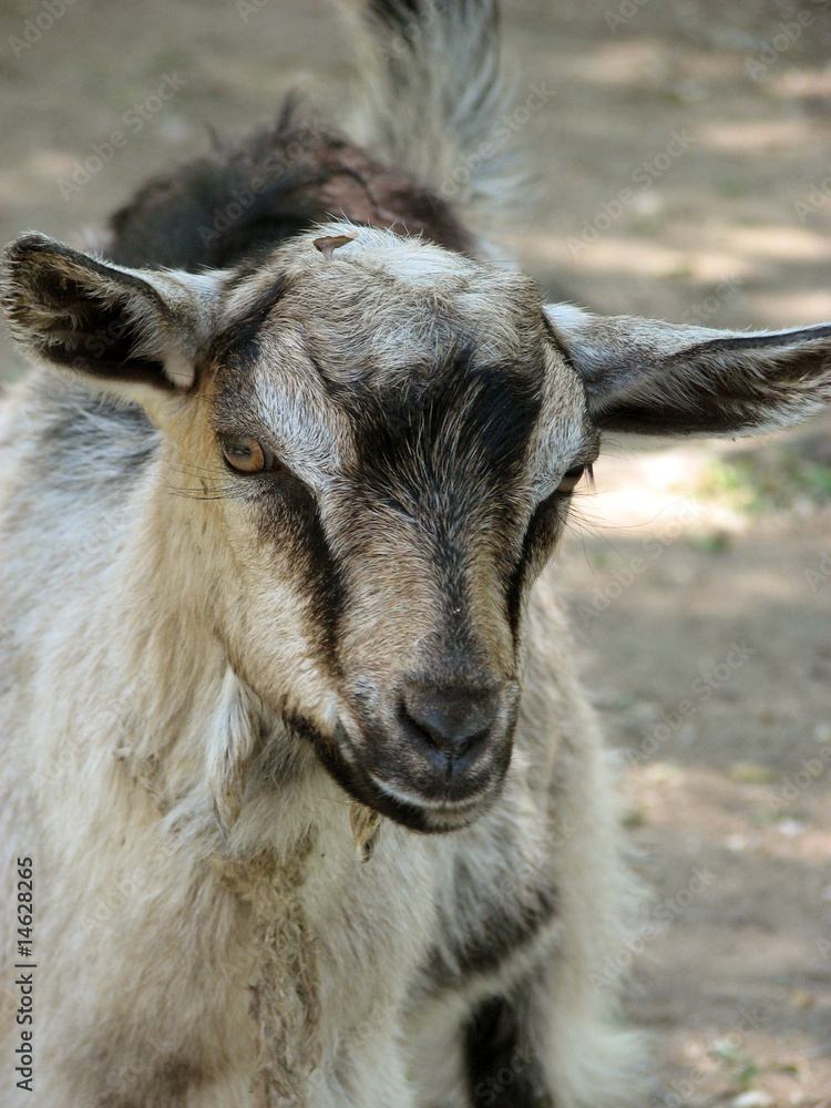 small grey and black   goat outside