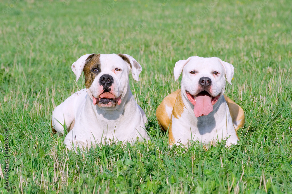 American bulldogs on the grass