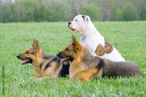 Germany shepherds and American bulldog on the grass © Nikolai Tsvetkov