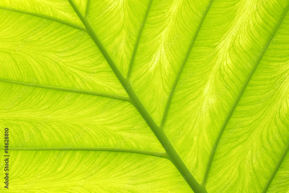 Palm leaf - Palmenblatt Palm leaf - Palmenblatt