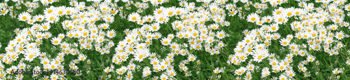 Wallpaper Mural Camomiles Torontodigital.ca