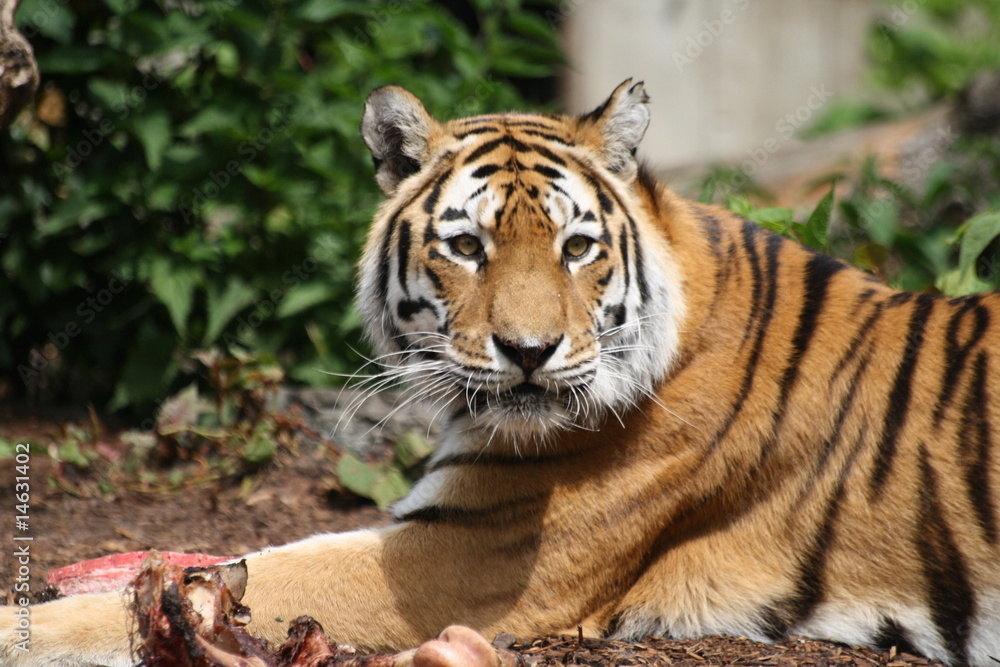 Fototapeta premium Tygrys Amurski 175