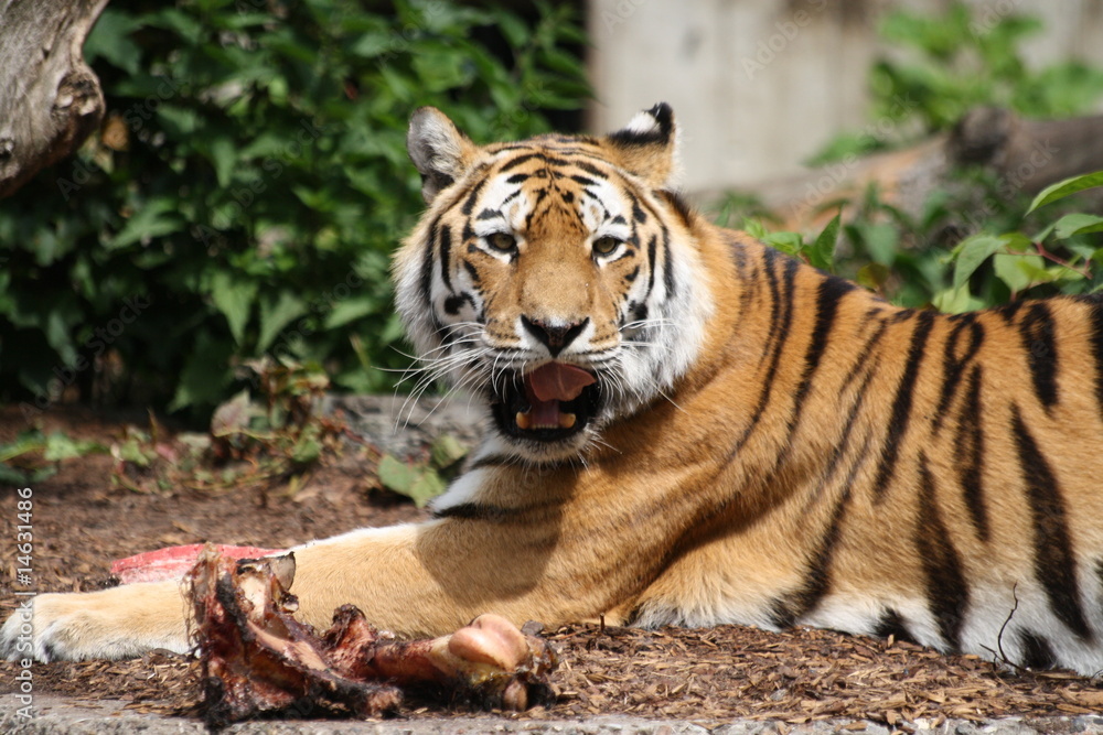 Naklejka premium Amurtiger 181