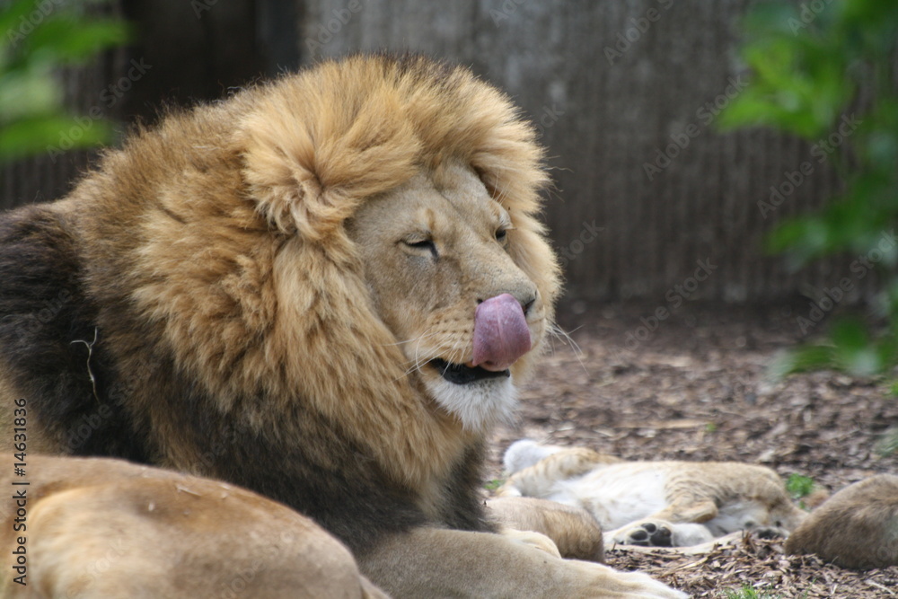 Fototapeta premium Löwe